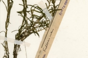 <strong>Pontederiaceae - Eichhornia - Eichhornia natans (P.Beauv.) Solms</strong><br />© hnb