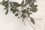 <strong>Acanthaceae - Lepidagathis - Lepidagathis alopecuroides (Vahl) R.Br. ex Griseb.</strong><br />© hnb