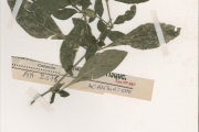 <strong>Acanthaceae - Lepidagathis - Lepidagathis alopecuroides (Vahl) R.Br. ex Griseb.</strong><br />© hnb