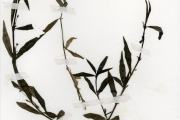 <strong>Rubiaceae - Oldenlandia - Oldenlandia lancifolia (Schumach.) DC.</strong><br />© hnb
