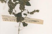 <strong>Acanthaceae - Hygrophila - Hygrophila abyssinica (Hochst. ex Nees) Anderson</strong><br />© hnb