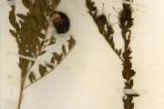 <strong>Capparidaceae - Maerua - Maerua edulis (Gilg & Benedict) DeWolf</strong><br />© hnb