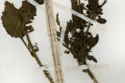 <strong>Solanaceae - Solanum - Solanum americanum Mill.</strong><br />© hnb