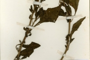 <strong>Solanaceae - Solanum - Solanum americanum Mill.</strong><br />© hnb