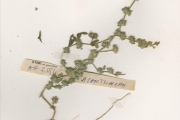 <strong>Acanthaceae - Dicliptera - Dicliptera adusta Lindau</strong><br />© hnb
