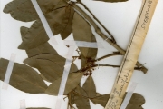 <strong>Sterculiaceae - Cola - Cola laurifolia Mast.</strong><br />© hnb