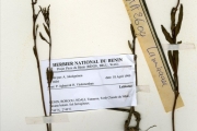 <strong>Lamiaceae - Becium - Becium grandiflorum (Lam.) Picc.-Serm. var obovatum (E.Mey. ex Benth.) Sebald</strong><br />© hnb