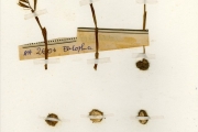 <strong>Orchidaceae - Nervilia - Nervilia kotschyi (Rchb.f.) Schltr.</strong><br />© hnb
