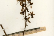 <strong>Orchidaceae - Eulophia - Eulophia cristata (Sw.) Steud.</strong><br />© hnb
