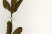<strong>Rubiaceae - Fadogia - Fadogia andersonii Robyns</strong><br />© hnb