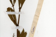 <strong>Vitaceae - Cyphostemma - Cyphostemma crotalarioides (Planch.) Desc. ex Willd. & Drumm.</strong><br />© hnb