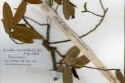<strong>Annonaceae - Hexalobus - Hexalobus monopetalus (A.Rich.) Engl. & Diels</strong><br />© hnb