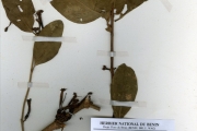 <strong>Loranthaceae - Phragmanthera - Phragmanthera capitata (Spreng.) Balle</strong><br />© hnb