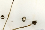 <strong>Orchidaceae - Nervilia - Nervilia bicarinata (Blume) Schltr.</strong><br />© hnb