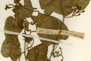 <strong>Asclepiadaceae - Marsdenia - Marsdenia latifolia K.Schum.</strong><br />© hnb