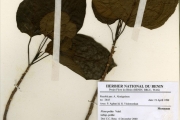 <strong>Moraceae - Ficus - Ficus polita Vahl subsp. polita</strong><br />© hnb