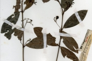 <strong>Rubiaceae - Pouchetia - Pouchetia africana A.Rich. ex DC.</strong><br />© hnb