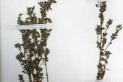 <strong>Leguminosae-Papilionoideae - Indigofera - Indigofera bracteolata DC.</strong><br />© hnb