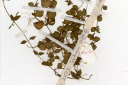 <strong>Scrophulariaceae - Lindernia - Lindernia diffusa (L.) Wettst.</strong><br />© hnb