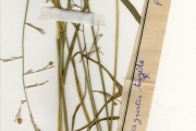<strong>Poaceae - Eragrostis - Eragrostis turgida (Schumach.) De Wild.</strong><br />© hnb