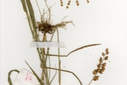 <strong>Poaceae - Eragrostis - Eragrostis turgida (Schumach.) De Wild.</strong><br />© hnb