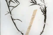 <strong>Rubiaceae - Kohautia - Kohautia grandiflora DC.</strong><br />© hnb