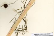 <strong>Asclepiadaceae - Ceropegia - Ceropegia linophyllum H.Huber</strong><br />© hnb