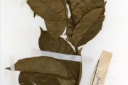 <strong>Rubiaceae - Mussaenda - Mussaenda arcuata Lam. ex Poir.</strong><br />© hnb