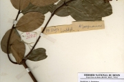 <strong>Apocynaceae - Landolphia - Landolphia owariensis P.Beauv.</strong><br />© hnb