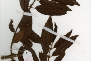 <strong>Rubiaceae - Keetia - Keetia venosa (Oliv.) Bridson</strong><br />© hnb