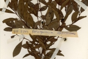 <strong>Clusiaceae - Psorospermum - Psorospermum glaberrimum Hochr.</strong><br />© hnb