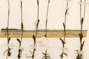 <strong>Orchidaceae - Platycoryne - Platycoryne paludosa (Lindl.) Rolfe</strong><br />© hnb