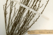 <strong>Psilotaceae - Psilotum - Psilotum nudum (L.) P.Beauv.</strong><br />© hnb