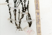<strong>Scrophulariaceae - Striga - Striga gesnerioides (Willd.) Vatke</strong><br />© hnb