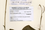 <strong>Orchidaceae - Habenaria - Habenaria keayi Summerh.</strong><br />© hnb