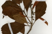 <strong>Rubiaceae - Hymenodictyon - Hymenodictyon floribundum (Steud. & Hochst.) B.L.Rob.</strong><br />© hnb