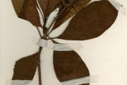 <strong>Rubiaceae - Hymenodictyon - Hymenodictyon floribundum (Steud. & Hochst.) B.L.Rob.</strong><br />© hnb