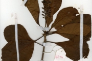 <strong>Rubiaceae - Hymenodictyon - Hymenodictyon floribundum (Steud. & Hochst.) B.L.Rob.</strong><br />© hnb