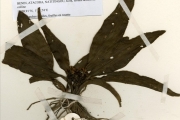<strong>Anthericaceae - Chlorophytum - Chlorophytum geophilum Peter ex Poelln.</strong><br />© hnb