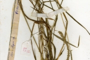 <strong>Poaceae - Sacciolepis - Sacciolepis indica (L.) Chase</strong><br />© hnb