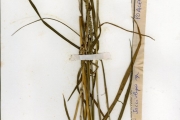 <strong>Poaceae - Sacciolepis - Sacciolepis indica (L.) Chase</strong><br />© hnb