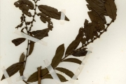 <strong>Euphorbiaceae - Bridelia - Bridelia scleroneura Müll.Arg.</strong><br />© hnb
