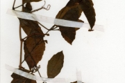 <strong>Vitaceae - Cyphostemma - Cyphostemma adenocaule (Steud.) Desc.</strong><br />© hnb
