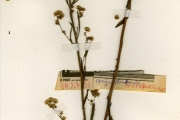 <strong>Asteraceae - Conyza - Conyza sumatrensis (Retz.) E.Walker</strong><br />© hnb