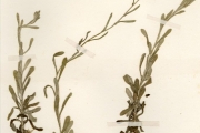 <strong>Asteraceae - Gnaphalium - Gnaphalium luteo-album L.</strong><br />© hnb