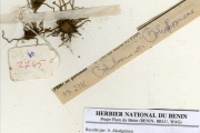 <strong>Ophioglossaceae - Ophioglossum - Ophioglossum costatum R.Br.</strong><br />© hnb