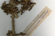 <strong>Rubiaceae - Gardenia - Gardenia aqualla Stapf & Hutch.</strong><br />© hnb