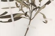 <strong>Anacardiaceae - Ozoroa - Ozoroa insignis Delile subsp. latifolia Engl.</strong><br />© hnb