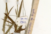 <strong>Poaceae - Eragrostis - Eragrostis turgida (Schumach.) De Wild.</strong><br />© hnb