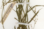 <strong>Poaceae - Eragrostis - Eragrostis turgida (Schumach.) De Wild.</strong><br />© hnb